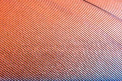 Macro colorful feather pattern Stock Photos