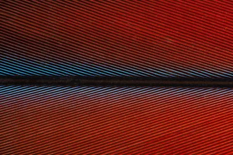 Macro colorful feather pattern Stock Photos