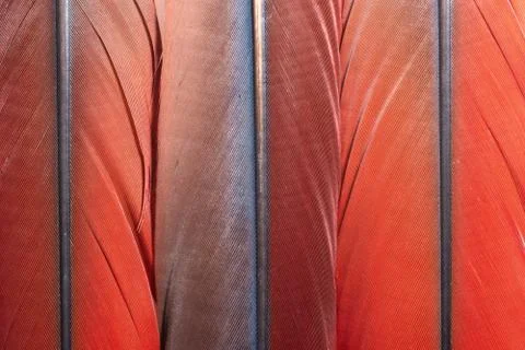 Macro colorful feather pattern Stock Photos