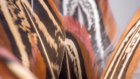 Macro colorful feather on turn table Stock Footage 127840842