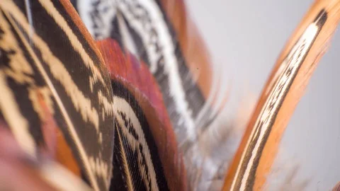 Macro colorful texture pheasant Stock Footage 127840844