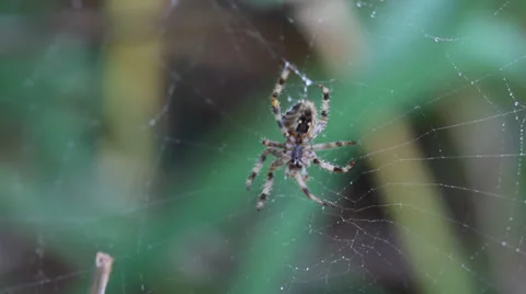 Macro, colourful spider moving on dew-covered web swaying in wind. HD 1080p24. Stock Footage 22706112
