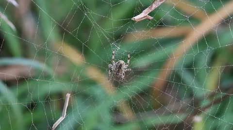 Macro, colourful spider sitting on center of large, dew-covered web. HD 1080p24. Stock Footage 22706307