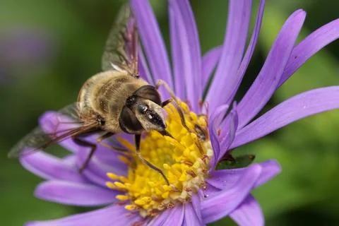 Macro of a Common Drone Fly perched on a flower Foto stock