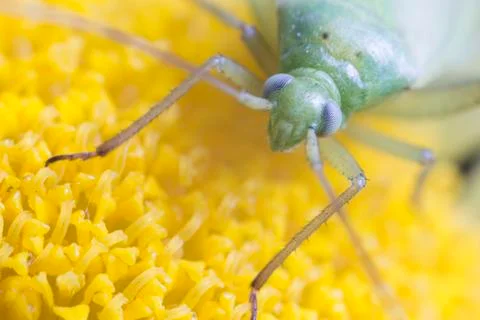 Macro of a Common Green Capsid Stock Photos