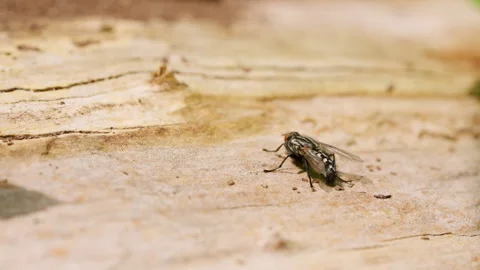 Macro of Common Housefly Flying Away on Sunlit Wood in Slow Motion Stock Footage 336103109