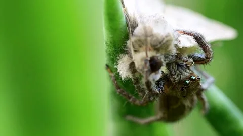 Macro composition of pantropical jumping spider capturing moth prey 스톡 동영상 334584650