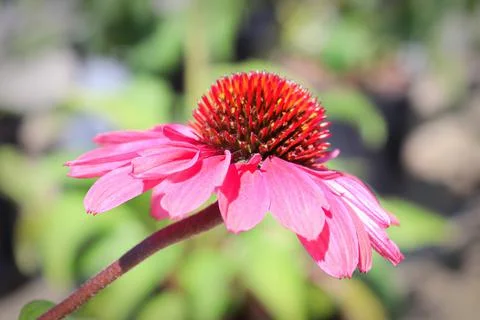 Macro of coneflowers in full bloom during later summer Stock Photos