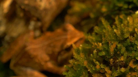 Macro of coqui frog in its natural habitat Stock Footage 108073181