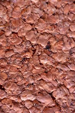 Macro of a cork texture for graphic design Stock Photos