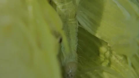 Macro of corn earworm caterpillar head and front body on corn ear Vídeo Stock 333047167