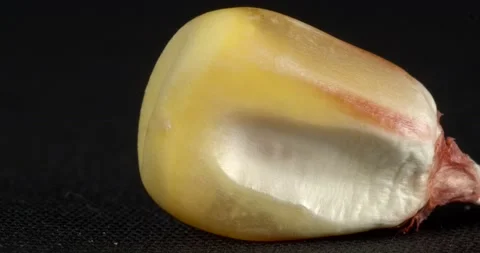 Macro corn grains. The texture of the corn seed is close-up. Stockbeeldmateriaal 166886059