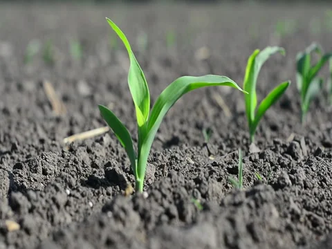 Macro corn in the phase of three leaves Stock Footage 89662622