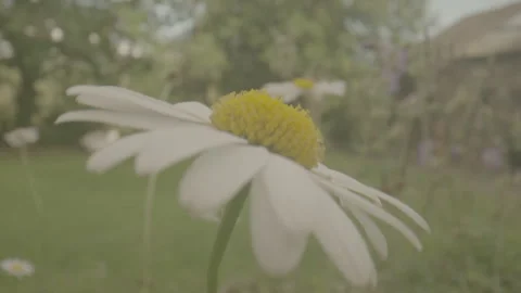 Macro countryside flower moving in wind plants countryside england UK 스톡 동영상 313986796