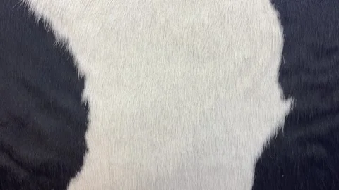 Macro Cow Fur Texture with Striking Black and White Pattern Vídeos de archivo 332359739