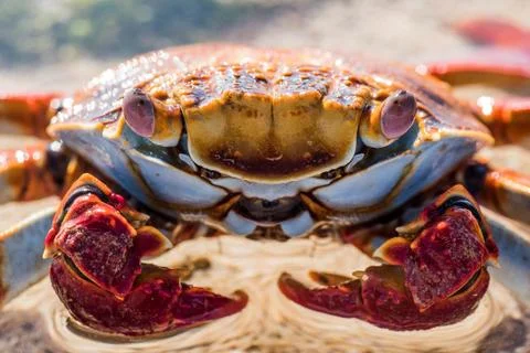 Macro Crab Stock Photos