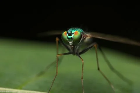 Macro of Crane Fly on green leaf. Green lag fly (Tipula sp.) on green leave i Stock Photos