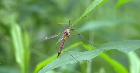 Macro - Crane fly on a leaf Stock Footage 334864008