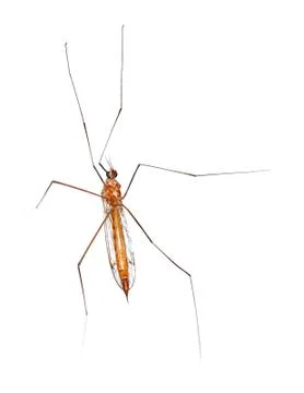 Macro of a Crane Fly From Underside Stock Photos