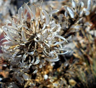 Macro of creeping plants 3 Stock Photos