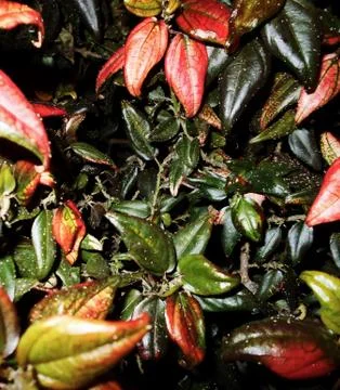 Macro of creeping plants 4 Stock Photos