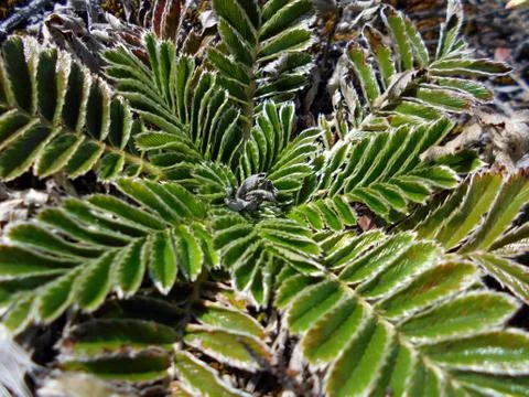 Macro of creeping plants Stock Photos