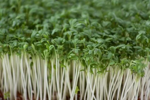 Macro of cress Stock Photos