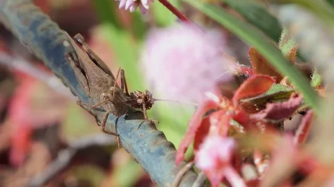 Macro of cricket in nature 4k Stock Footage 70633020