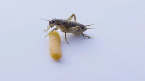 Macro cricket runs over cheese stick Video stock 70173329