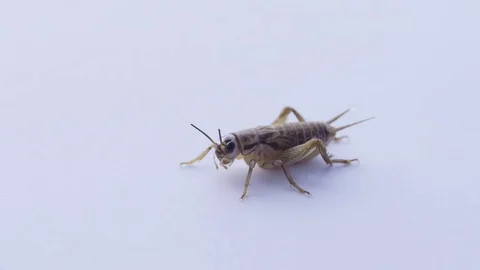 Macro cricket still on white moving mandibles Stock Footage 70173551
