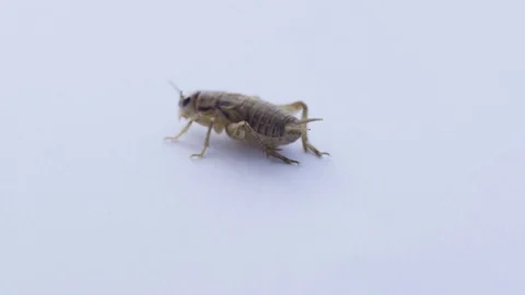 Macro cricket walking on white Stock Footage 70174734