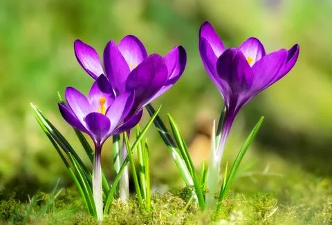 Macro of crocus flowers Stock Photos