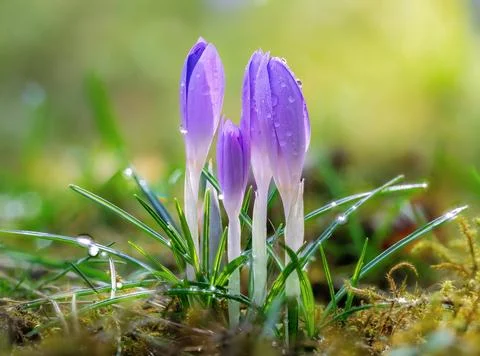 Macro of crocus flowers Foto stock