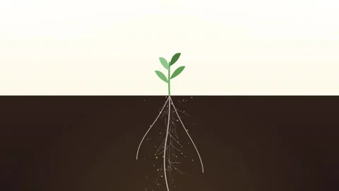 Macro Cross Section of Healthy Agricultural Soil with Green Crop Plant Root.. Stock Footage 345775283