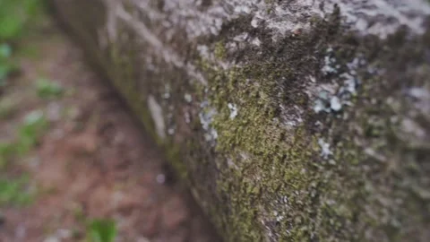 Macro of cross section of tree trunk with rings Stock Footage 210451205