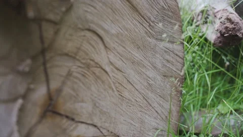 Macro of cross section of tree trunk with rings Video stock 210451218
