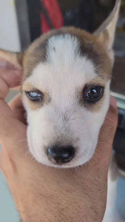 Macro CU of Hands Holding Adorable Mixed-Breed Puppy with Striking Blue Eyes 스톡 동영상 332178202