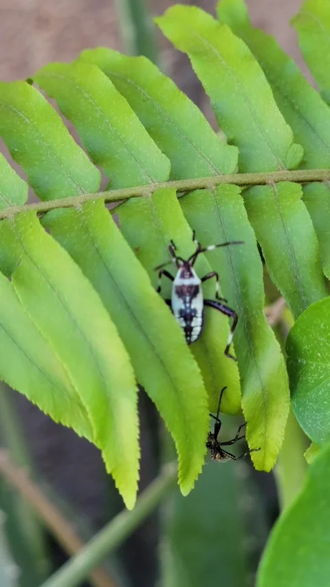 Macro CU of Leaf-Footed Bug Nymph on Bright Green Fern Leaf 스톡 동영상 332378433
