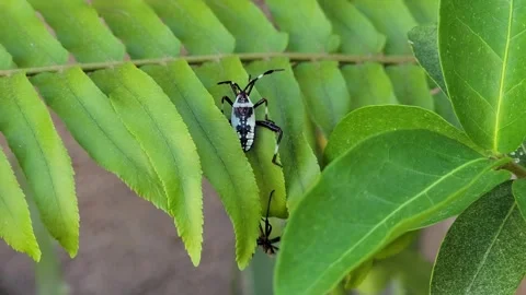 Macro CU of Leaf-Footed Bug Nymph on Bright Green Fern Leaf Video stock 332378455