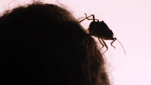 Macro CU: Silhouetted Marmorated stinkbug crawls along crest of bed sheet indoor Stock Footage 118618148
