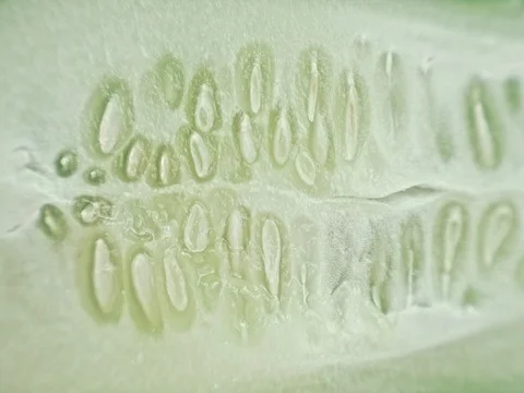 Macro cucumber. Stock Footage 80249951