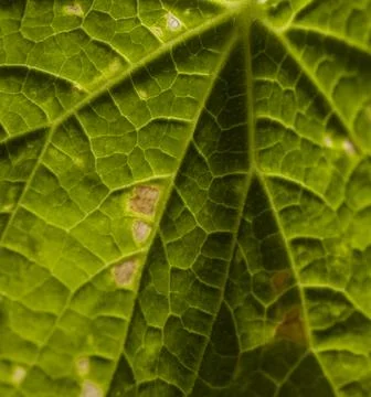 Macro Cucumber Leaf Foto stock