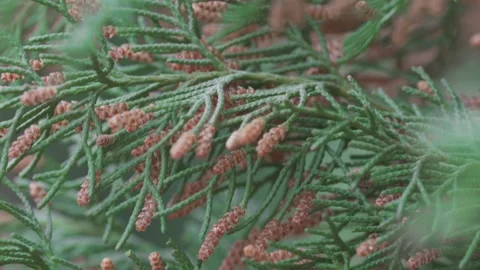 Macro of Cypress Branch with Pollen Cones Stock Footage 335107687