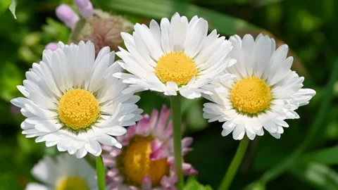 Macro daisies Stock Footage 306245589