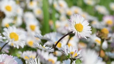 Macro daisies Stock Footage 306245764