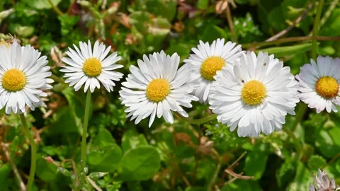 Macro daisies Stock Footage 306248258