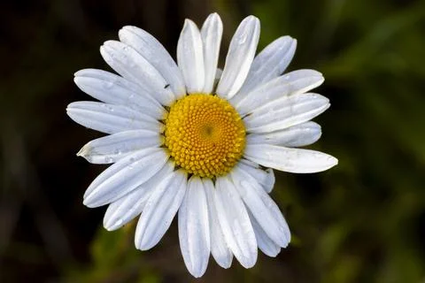 Macro Daisy with Dew Drops 写真素材