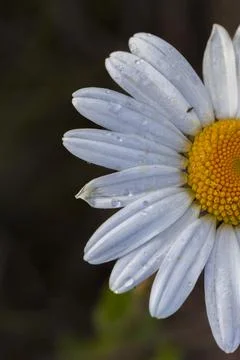 Macro Daisy with Dew Drops Stock Photos