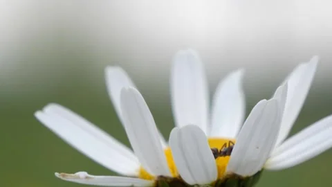 Macro daisy flower blowing in the wind, ant crawling to the right. Stock Footage 153525798