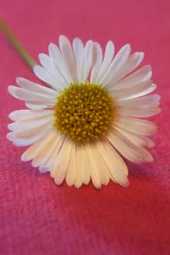 Macro of a daisy lying on a pink background Stock Photos